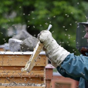 Заместник–министърът на земеделието доц. д-р Деян Стратев ще присъства на откриването на международното изложение–договаряне „Пчеларство Плевен – 2024“