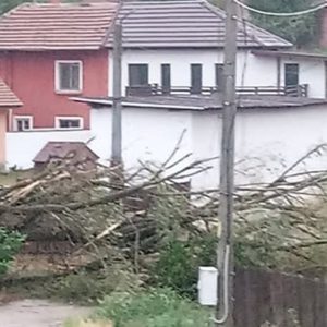 Паднали дървета и частично прекъсване на тока на места в Плевенско след бурята